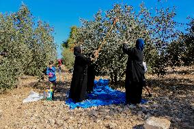 Palestinian Family Picks Olives - West Bank