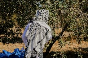 Palestinian Family Picks Olives - West Bank