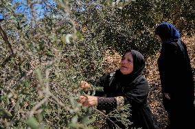 Palestinian Family Picks Olives - West Bank