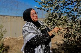 Palestinian Family Picks Olives - West Bank