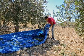 Palestinian Family Picks Olives - West Bank