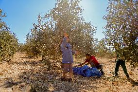 Palestinian Family Picks Olives - West Bank