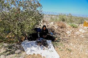 Palestinian Family Picks Olives - West Bank