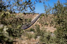 Palestinian Family Picks Olives - West Bank