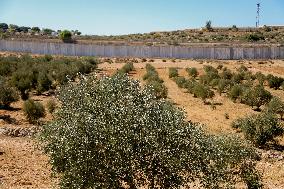 Palestinian Family Picks Olives - West Bank