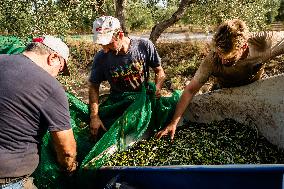 Olive Harvest In Puglia