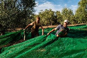 Olive Harvest In Puglia