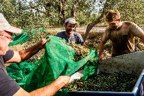 Olive Harvest In Puglia