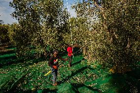 Olive Harvest In Puglia