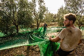 Olive Harvest In Puglia