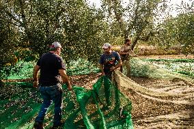 Olive Harvest In Puglia