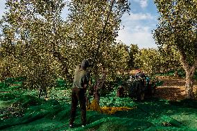 Olive Harvest In Puglia