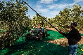 Olive Harvest In Puglia