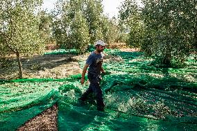 Olive Harvest In Puglia