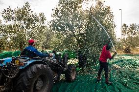 Olive Harvest In Puglia