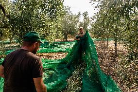 Olive Harvest In Puglia