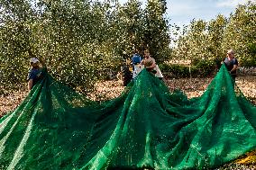 Olive Harvest In Puglia