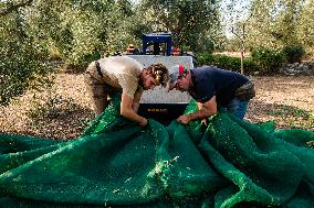 Olive Harvest In Puglia