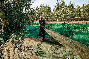 Olive Harvest In Puglia