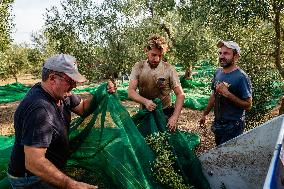 Olive Harvest In Puglia