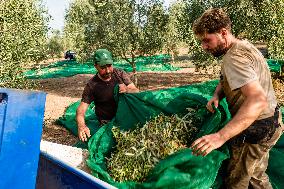 Olive Harvest In Puglia