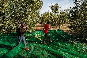 Olive Harvest In Puglia