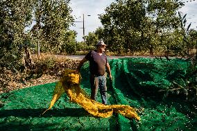 Olive Harvest In Puglia