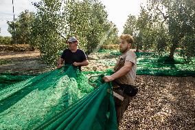 Olive Harvest In Puglia