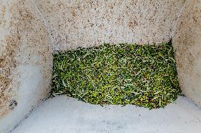 Olive Harvest In Puglia