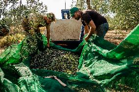 Olive Harvest In Puglia