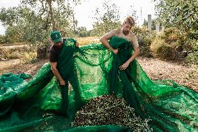 Olive Harvest In Puglia