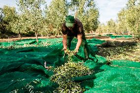 Olive Harvest In Puglia