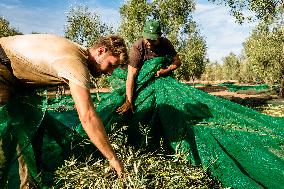 Olive Harvest In Puglia