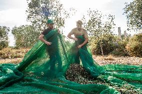 Olive Harvest In Puglia