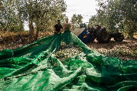 Olive Harvest In Puglia