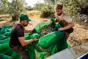 Olive Harvest In Puglia