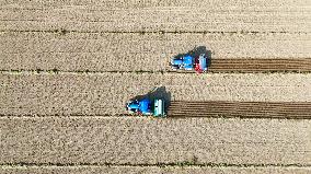 Wheat Sowing in Binzhou