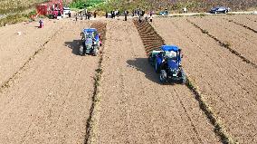 Wheat Sowing in Binzhou