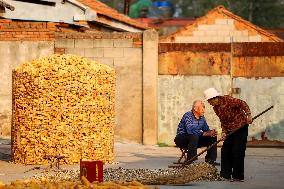 Villagers Dry Corn in Qingdao