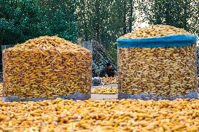 Villagers Dry Corn in Qingdao