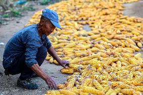 Villagers Dry Corn in Qingdao