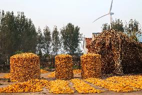 Villagers Dry Corn in Qingdao