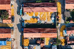 Villagers Dry Corn in Qingdao