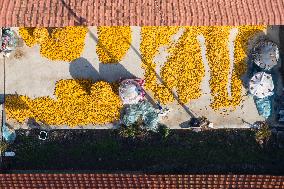 Villagers Dry Corn in Qingdao