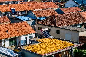 Villagers Dry Corn in Qingdao