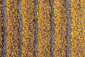 Villagers Dry Corn in Qingdao