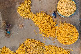 Villagers Dry Corn in Qingdao