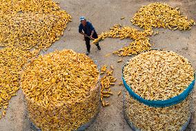 Villagers Dry Corn in Qingdao