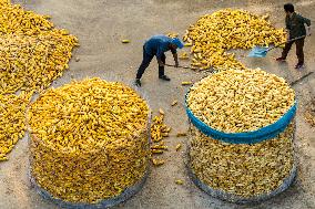 Villagers Dry Corn in Qingdao