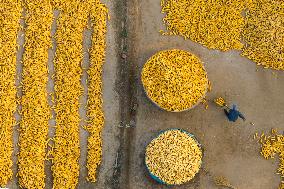 Villagers Dry Corn in Qingdao